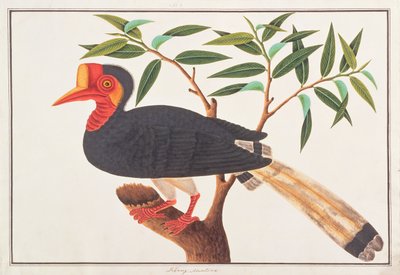 Helmeted Hornbill, from Drawings of Birds from Malacca by Chinese School